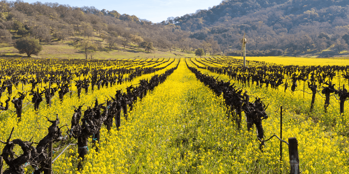 A vineyard landscape with bare vines surrounded by vibrant yellow mustard flowers and rolling hills.